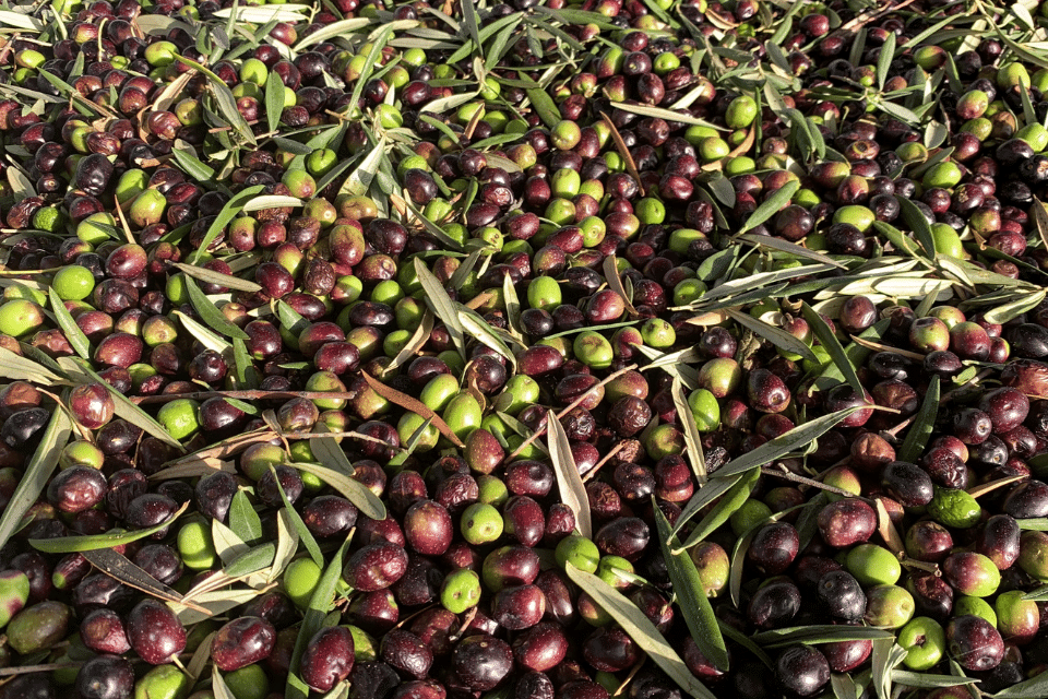 Enjoy Garlic and Onion Flavor with Low FODMAP Infused Oils!